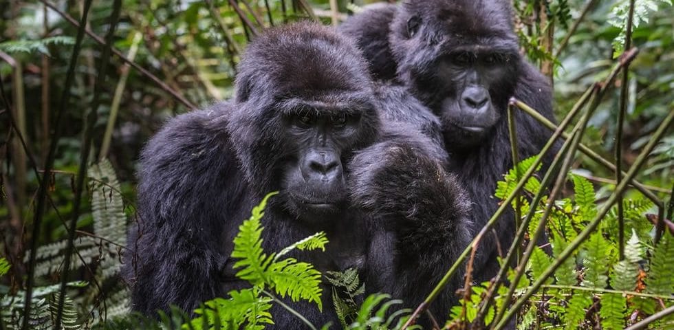 Trekker navigating the steep muddy slopes and dense vegetation during a challenging gorilla hike in Uganda