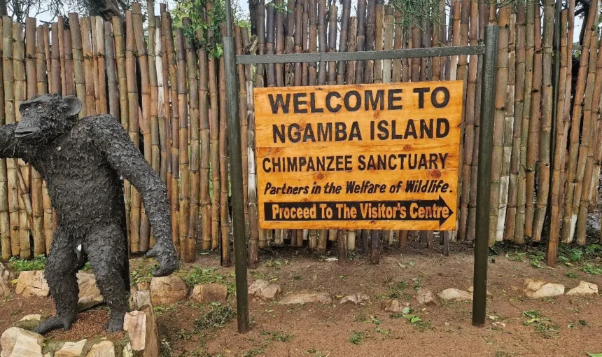 Ngamba Island – The Ultimate Complete Guide to Uganda’s Chimpanzee Sanctuary (2026)