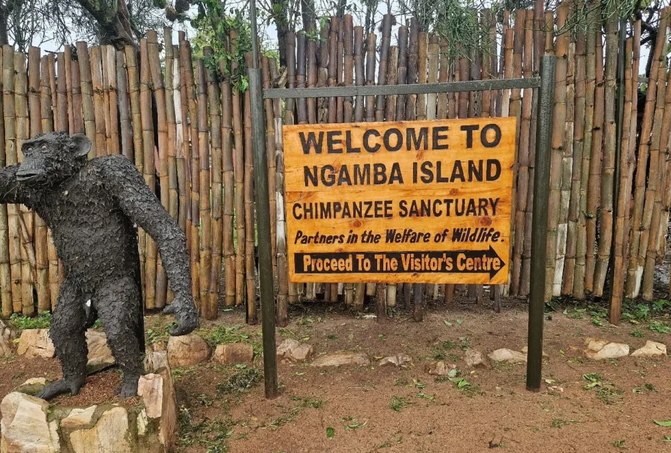 Ngamba Island chimpanzee sanctuary Uganda travel guide