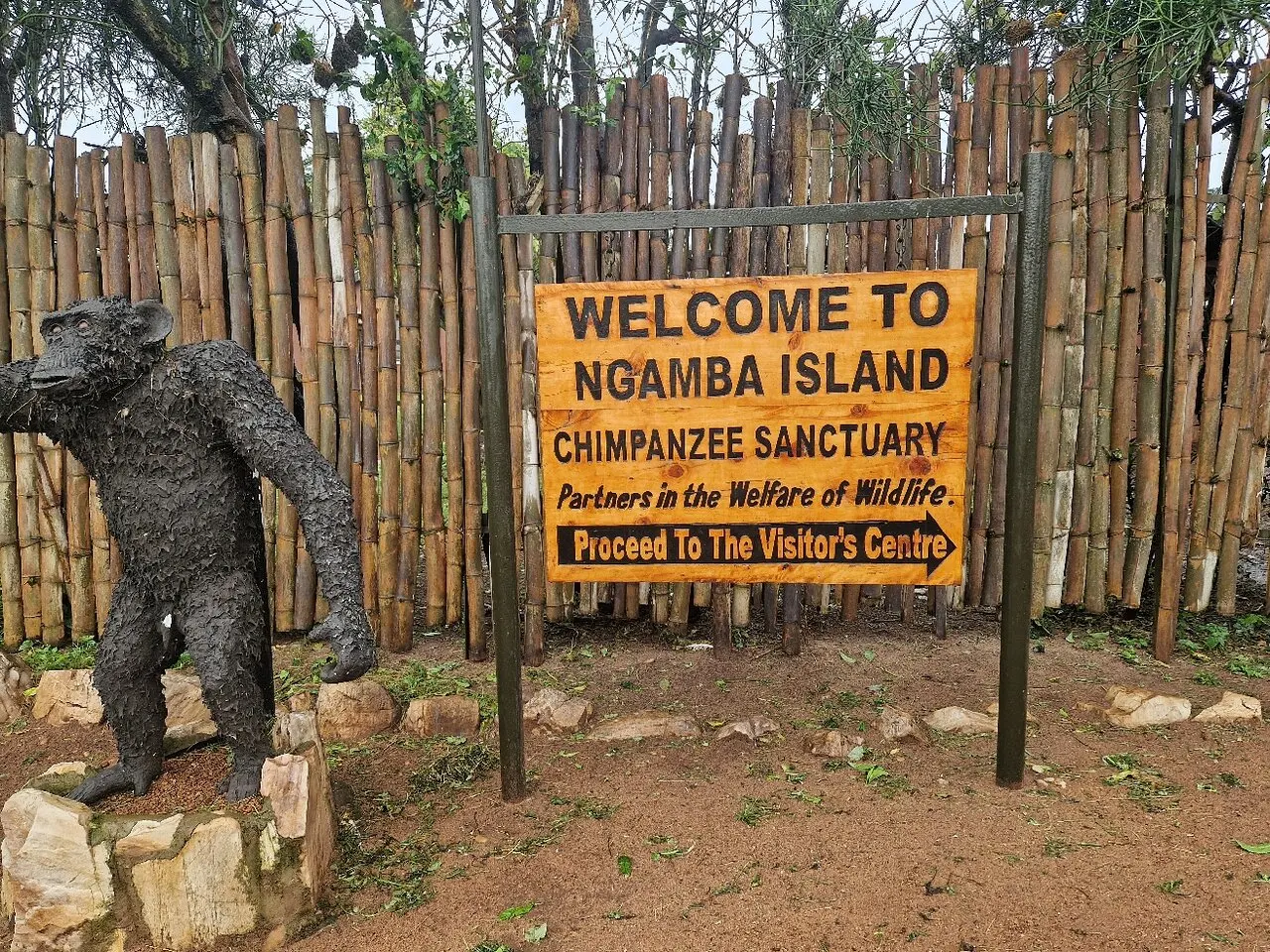 Ngamba Island chimpanzee sanctuary Uganda travel guide