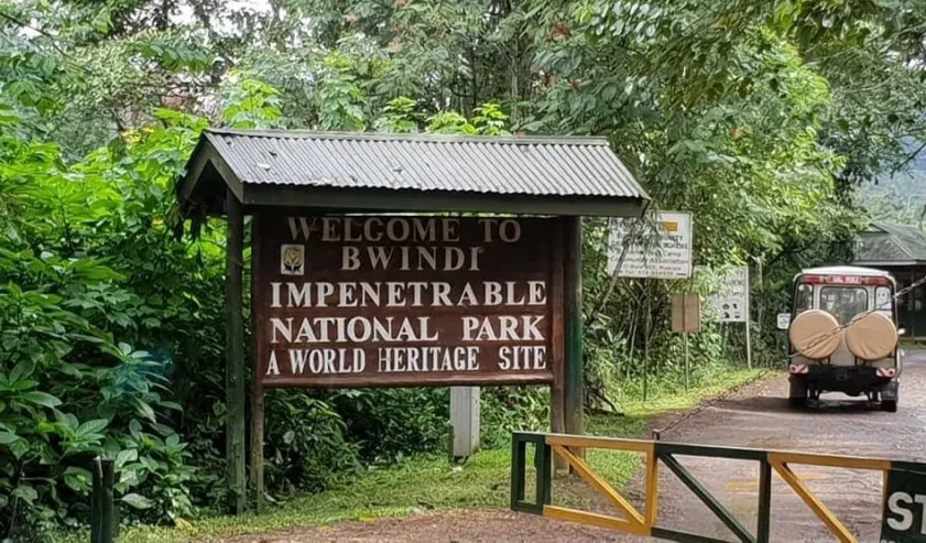 Gorilla Permits Uganda 2025/2026: Complete Guide to Costs, Booking & Insider Tips
