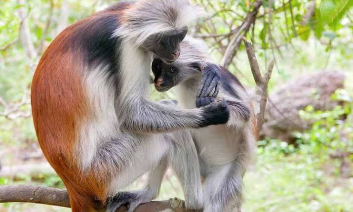 A Red Colobus monkey in the treetops of Kibale Forest National Park, one of 13 primate species found here.