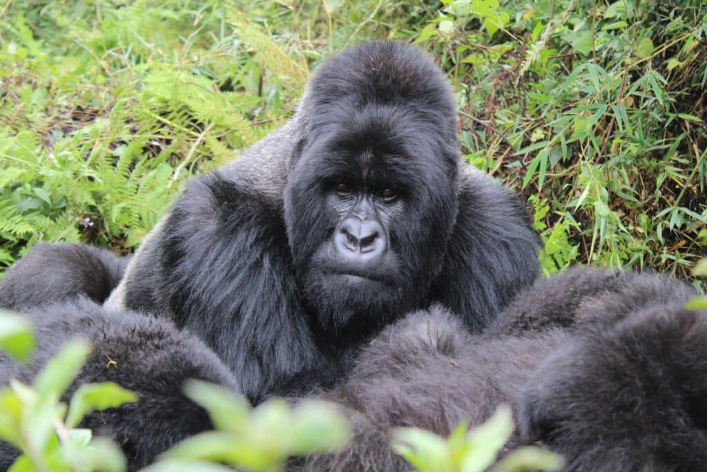 Rundreise Uganda - Der perfekte 7-Tage Reiseführer für 2027