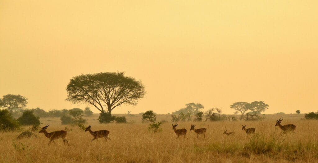 Rundreise Uganda - Murchison-Fälle am Nil mit Bootssafari