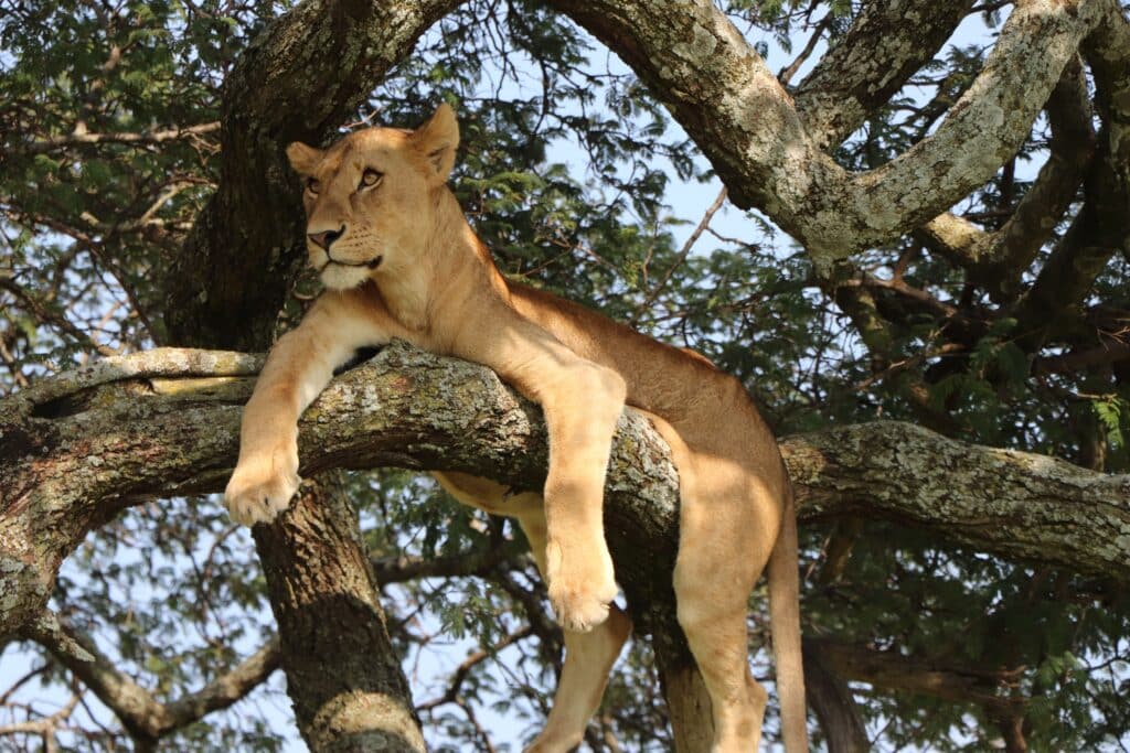 Rundreise Uganda - Safari im Queen-Elizabeth-Nationalpark mit Löwen und Elefanten
