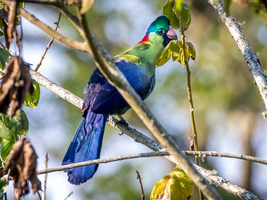 The colorful Rwenzori Turaco, an Albertine Rift endemic bird found in Rwenzori Mountains National Park.