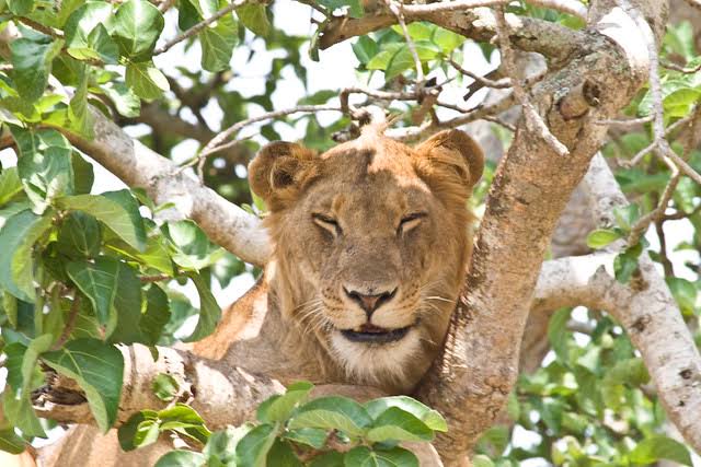 Queen Elizabeth National Park 2025/2026: Wildlife, Tree-Climbing Lions & Ultimate Safari Guide 2 Queen Elizabeth National Park 2025/2026: Wildlife, Tree-Climbing Lions & Ultimate Safari Guide