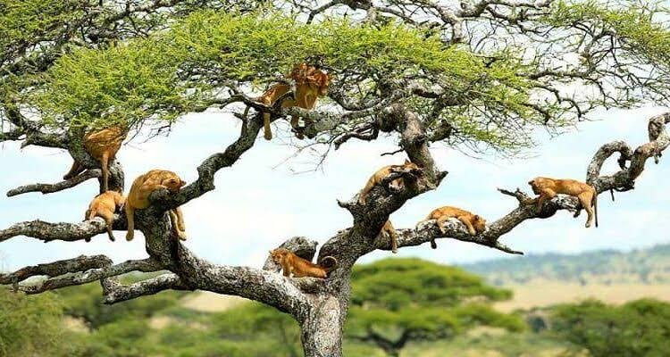 Queen Elizabeth National Park 2025/2026: Wildlife, Tree-Climbing Lions & Ultimate Safari Guide 1 Queen Elizabeth National Park 2025/2026: Wildlife, Tree-Climbing Lions & Ultimate Safari Guide