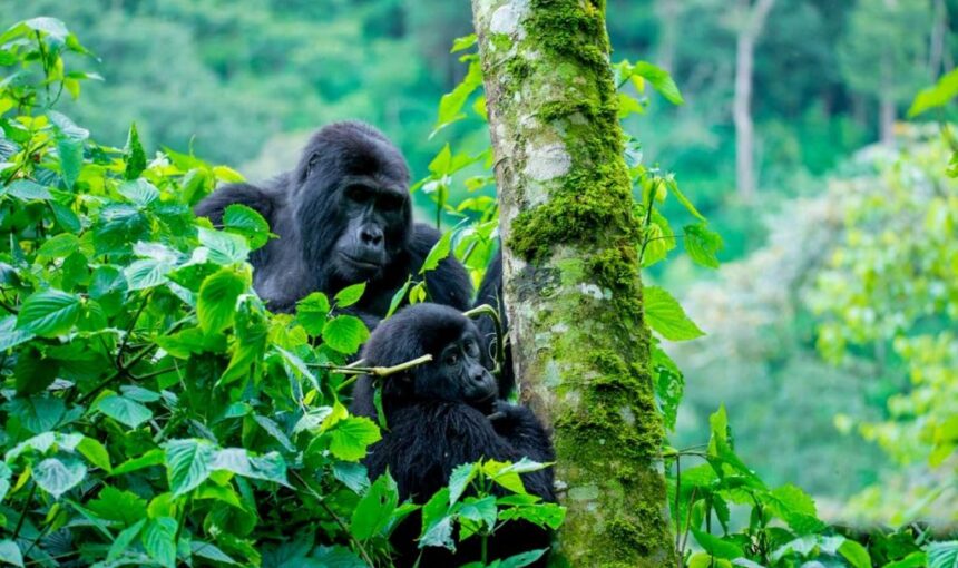 10 Day Best of Uganda Safari Itinerary: Murchison Falls, Kibale, Bwindi & Mburo (2026/2027 Guide)