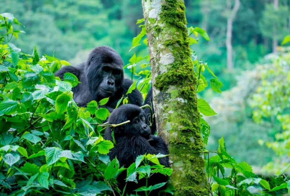 A mountain gorilla in Bwindi on a 10 day best of Uganda safari itinerary Murchison Falls Kibale Bwindi Mburo