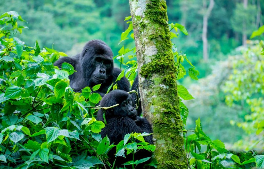 A mountain gorilla in Bwindi on a 10 day best of Uganda safari itinerary Murchison Falls Kibale Bwindi Mburo