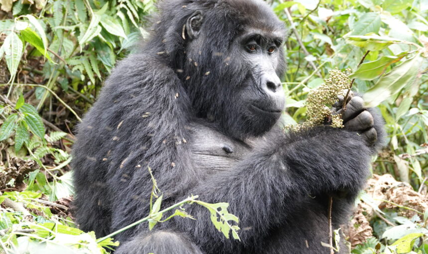 10 Day Comprehensive Uganda Primate Habituation Experience Safari (2026/2027 Guide)