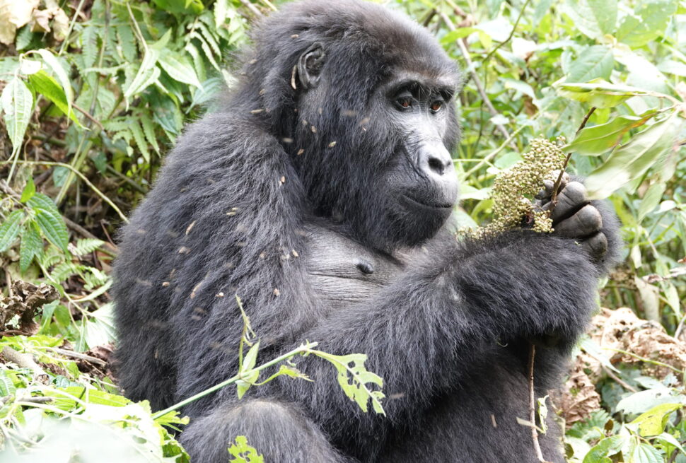 Researchers and trackers during a gorilla habituation session on a 10 day comprehensive Uganda primate habituation experience safari