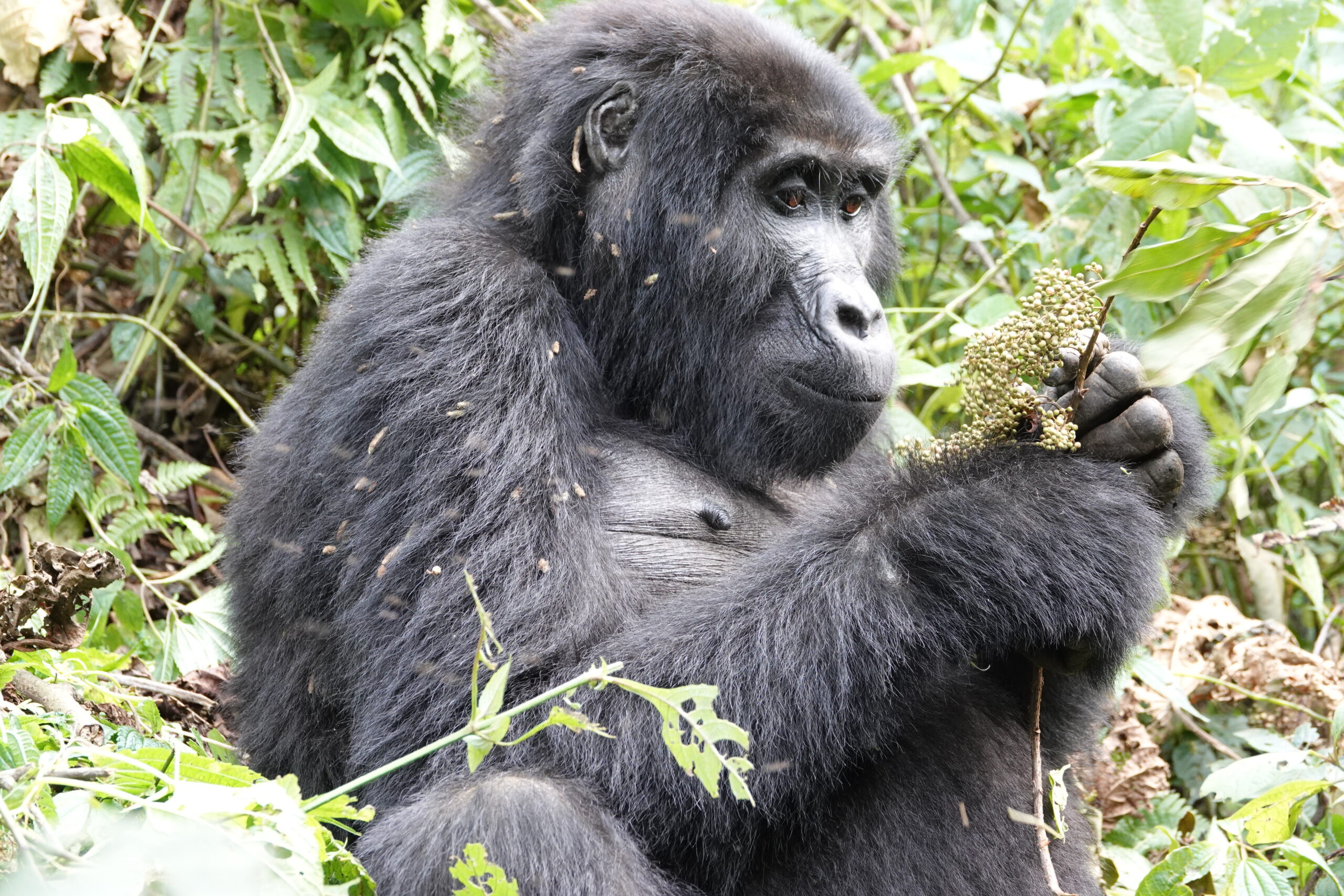 Researchers and trackers during a gorilla habituation session on a 10 day comprehensive Uganda primate habituation experience safari