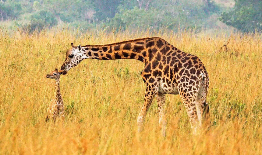 10 Day Family-Friendly Uganda Wildlife Safari Itinerary with Kids (2026/2027 Guide) 4 10 Day Family-Friendly Uganda Wildlife Safari Itinerary with Kids (2026/2027 Guide)
