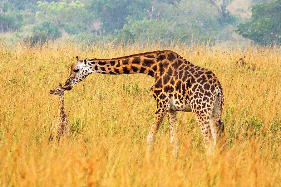 A family with children watching wildlife on a 10 day family-friendly Uganda wildlife safari itinerary with kids
