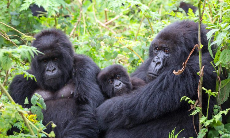 A mountain gorilla in Bwindi on a 12 day ultimate Uganda wildlife safari and gorilla trekking tour
