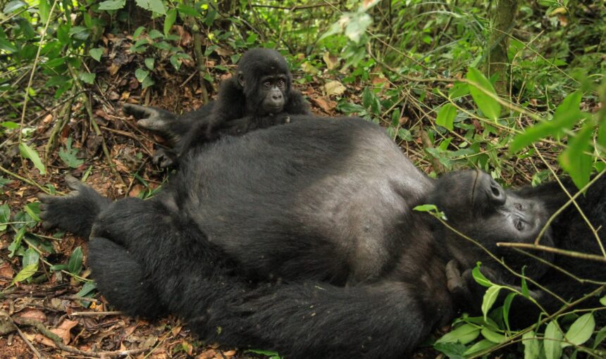 14 Day Complete Grand Uganda Safari Itinerary from Entebbe to Bwindi (2026/2027 Guide)