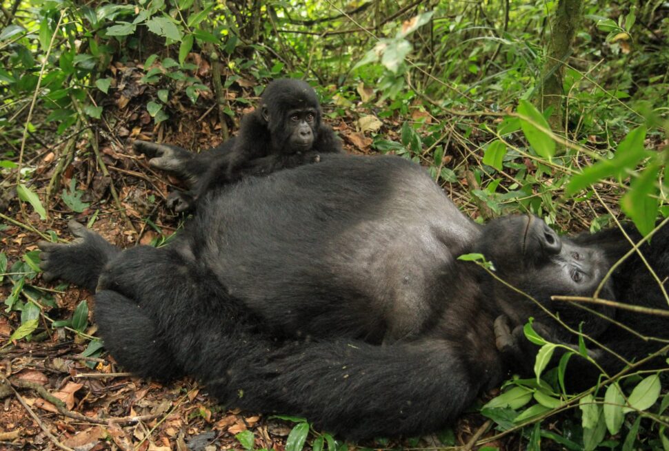 A mountain gorilla in Bwindi on a 14 day complete grand Uganda safari itinerary from Entebbe to Bwindi
