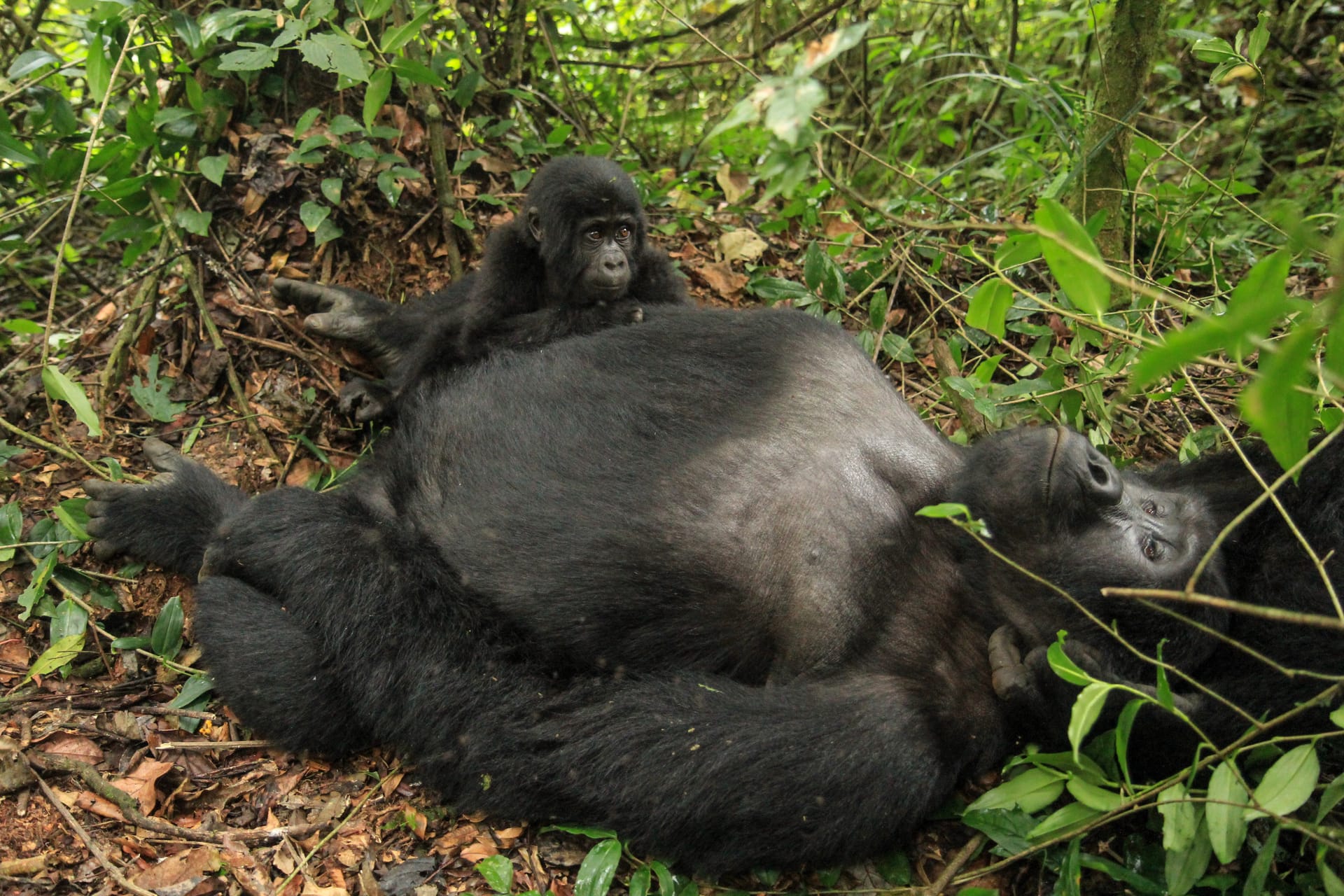 A mountain gorilla in Bwindi on a 14 day complete grand Uganda safari itinerary from Entebbe to Bwindi