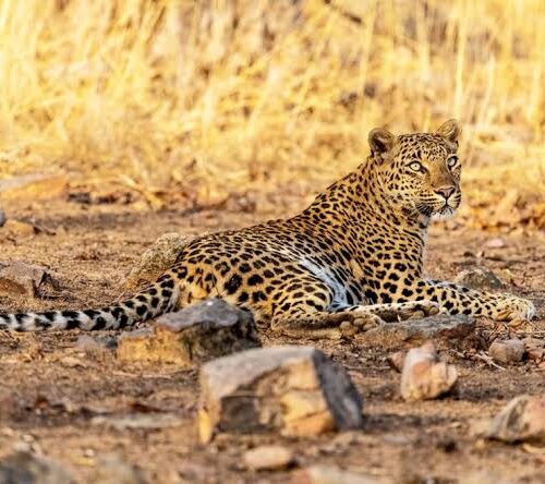 18-Day Uganda Safari Afraeka Adventures