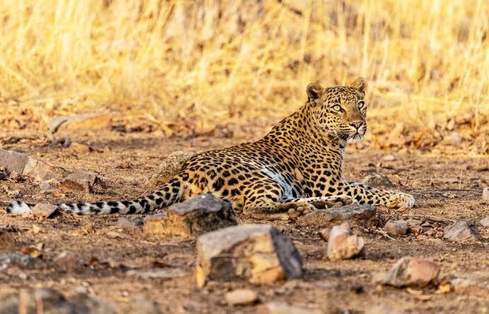 18-Day Uganda Safari: Explore All National Parks & Hidden Gems (2026 Ultimate Guide)