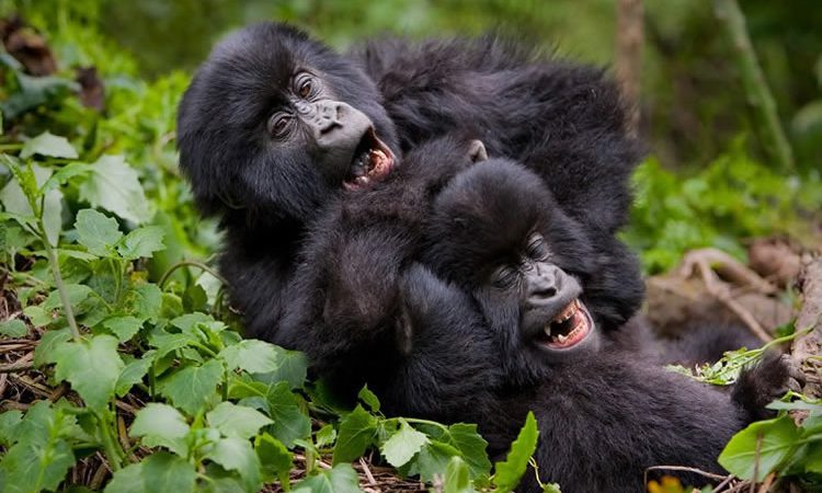 A mountain gorilla in Bwindi Impenetrable Forest on a 3 day budget gorilla safari from Kigali, Uganda