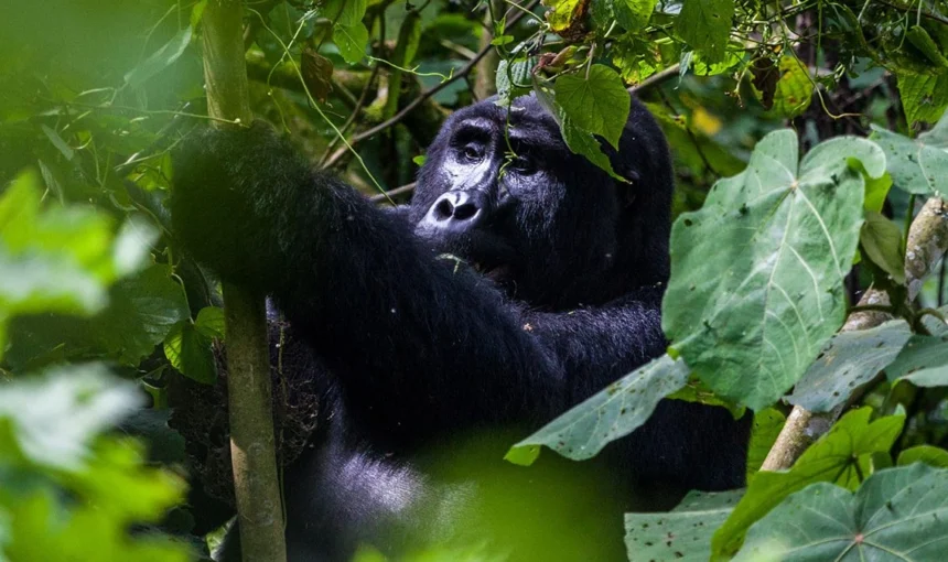 3 Day Fly-In Safari to Kihihi for Bwindi Gorilla Trekking (2026/2027 Guide)