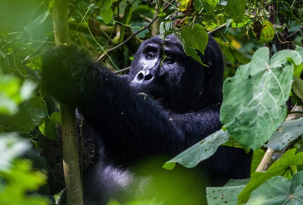 A mountain gorilla in Bwindi Impenetrable Forest on a 3 day fly-in safari to Kihihi for Bwindi gorilla trekking