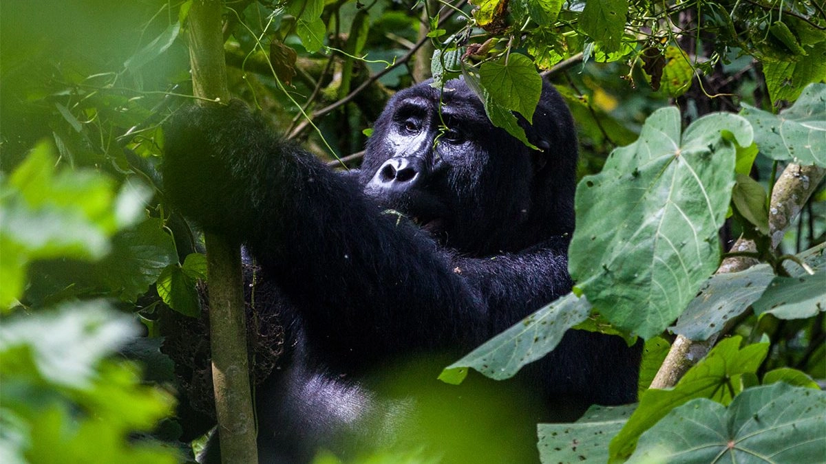 A mountain gorilla in Bwindi Impenetrable Forest on a 3 day fly-in safari to Kihihi for Bwindi gorilla trekking