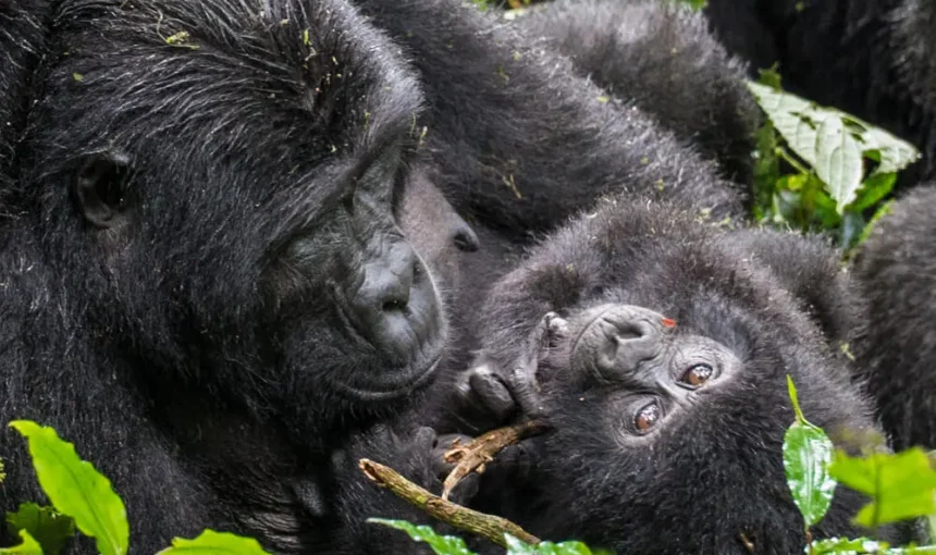 3 Day Private Family Gorilla Safari Package in Uganda with Teens (2026/2027 Guide)