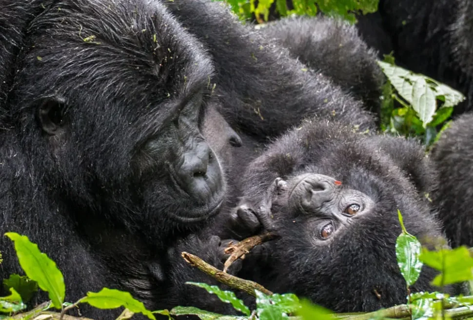 A family with teenagers enjoying a gorilla trekking experience on a 3 day private family gorilla safari package in Uganda with teens