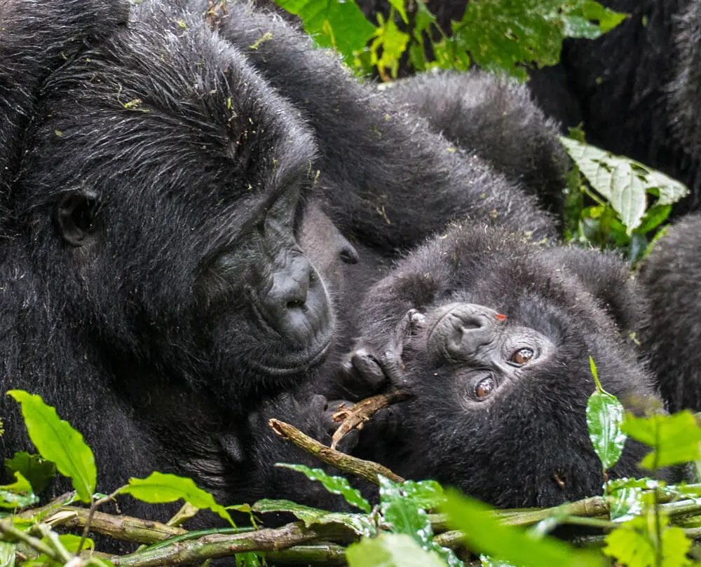 A family with teenagers enjoying a gorilla trekking experience on a 3 day private family gorilla safari package in Uganda with teens