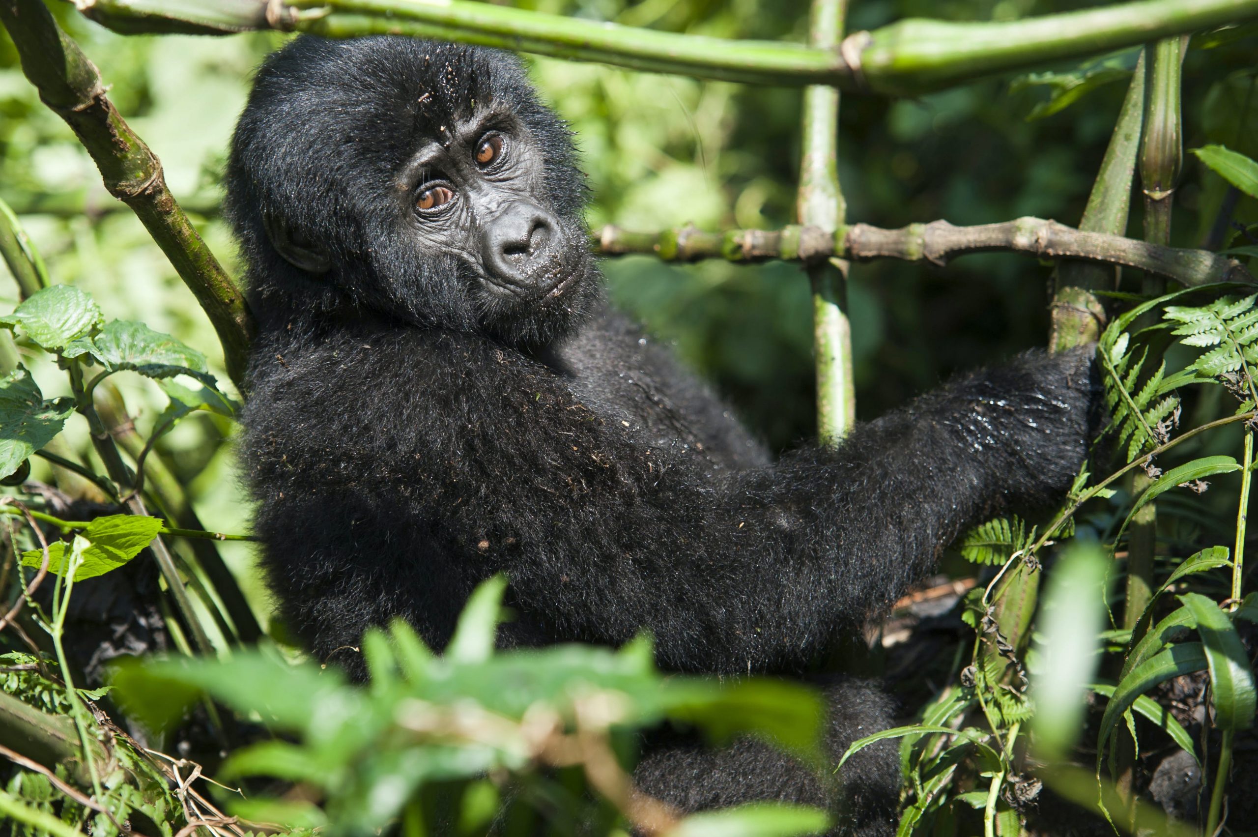 Birdwatching on a 3-Day Gorilla Lake Bunyonyi safari with African fish eagle