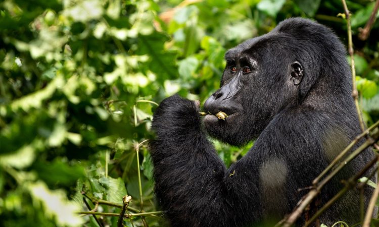 3-Day Gorilla Lake Bunyonyi (2026): Trekking & Canoeing Itinerary
