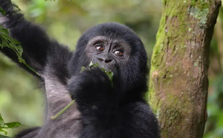 Silverback mountain gorilla seen on a 3-Day Gorilla Lake Bunyonyi trek