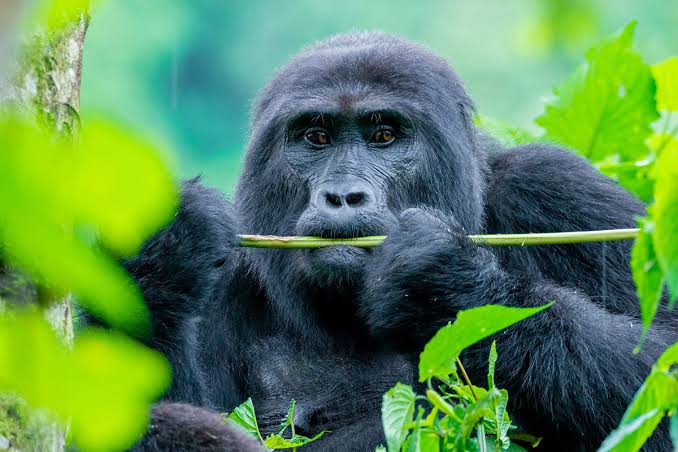 3-Day Gorilla Trekking in Bwindi – mountain gorilla encounter in Uganda