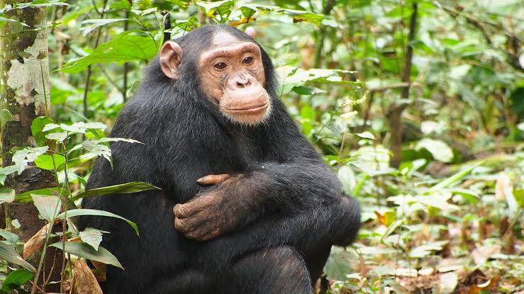 3-Day Kibale chimpanzee trekking – chimpanzee in Kibale National Park