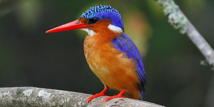 Birdwatching on a 3-Day Lake Mburo safari