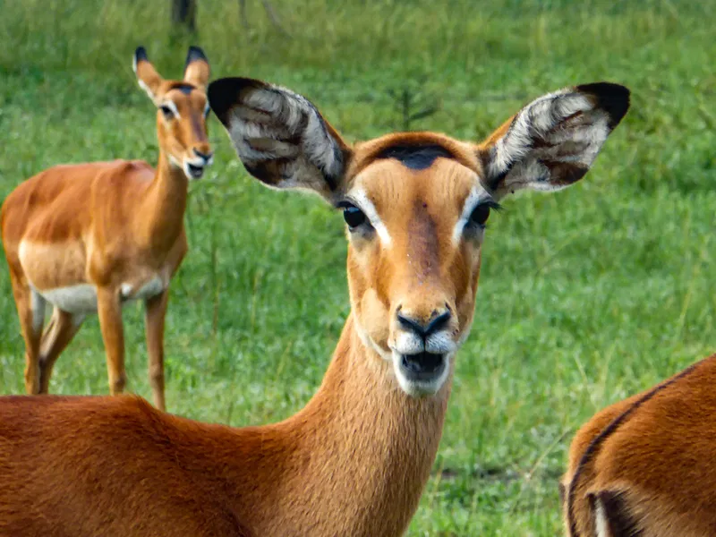 Eland antelope spotted during a 3-Day Lake Mburo safari game drive