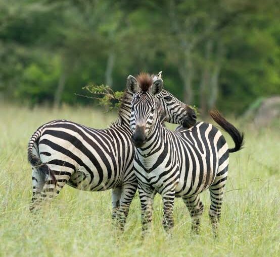3-Day Lake Mburo Safari (2026): Walking Safari Itinerary & Wildlife