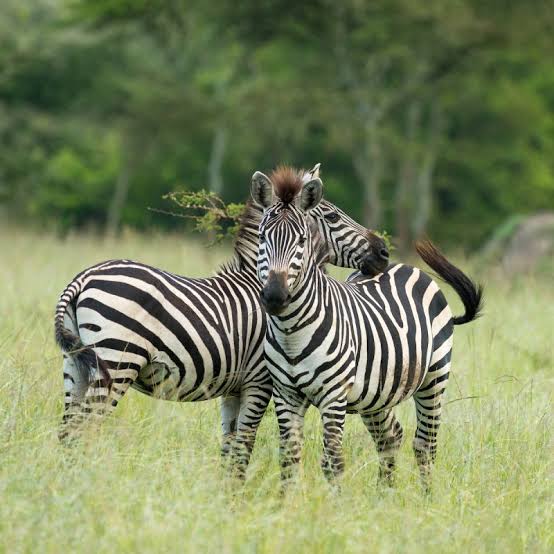 3-Day Lake Mburo safari walking safari with zebras grazing nearby
