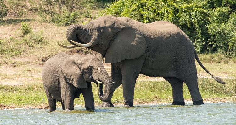 3-Day Murchison Falls safari game drive with elephants and buffaloes on the Buligi Peninsula
