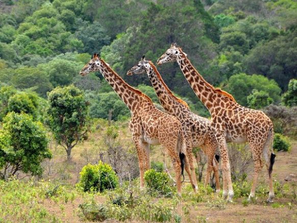 3-Day Murchison Falls Safari (2026): Itinerary, Wildlife & Tips