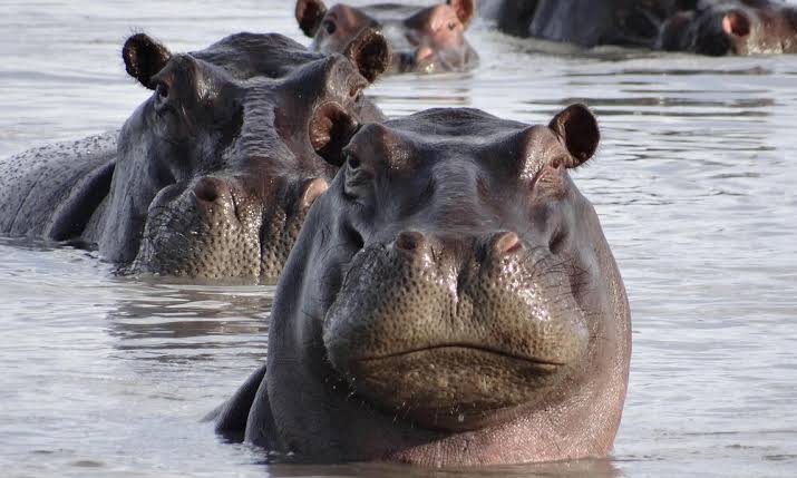 Hippos and Nile crocodiles along the river during a 3-Day Murchison Falls safari boat trip