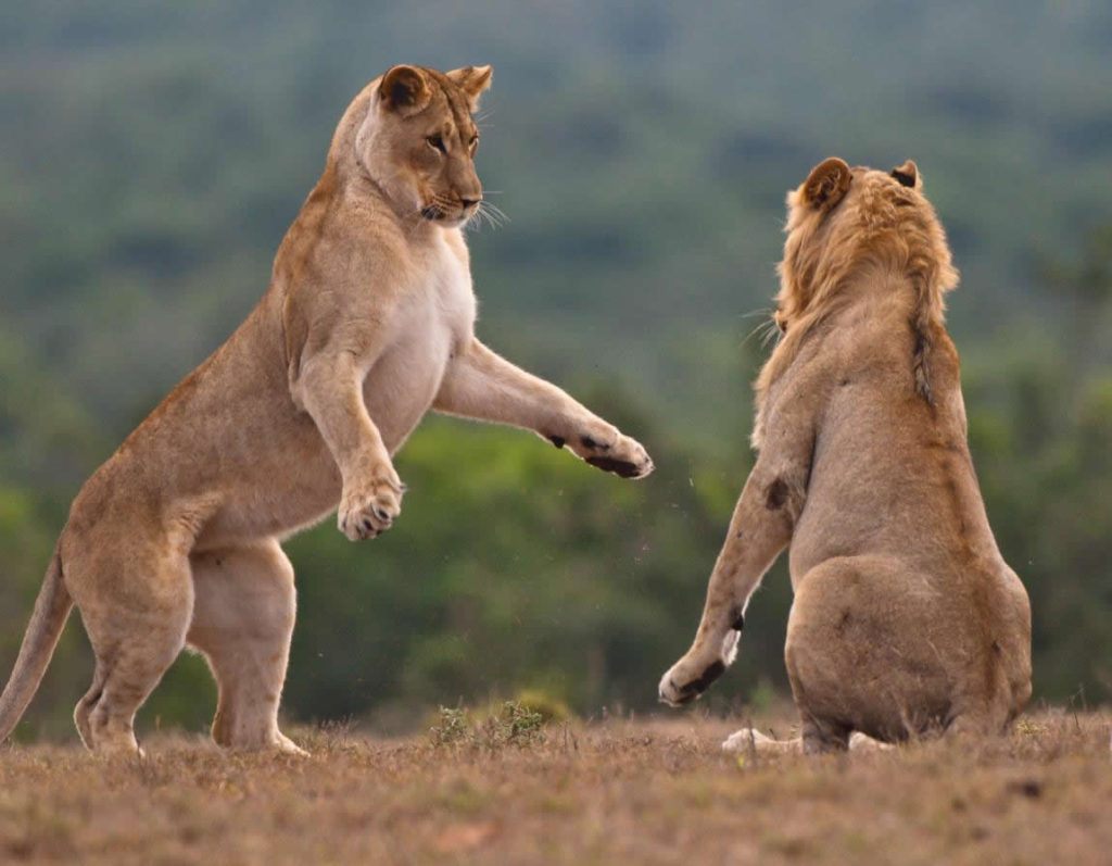 Lion sighting during a 3-Day Murchison Falls safari in Uganda’s largest national park
