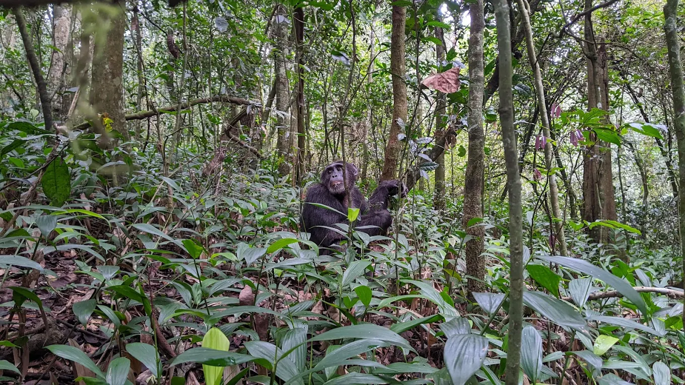 3-Day primate safari Uganda – tracking chimpanzees in Kibale forest