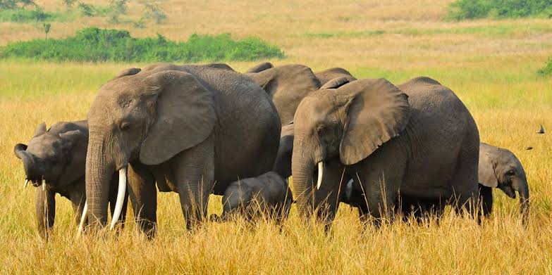 3-Day Queen Elizabeth Safari 2026: Ultimate Uganda Wildlife Safari Package 2 3-Day Queen Elizabeth Safari 2026: Ultimate Uganda Wildlife Safari Package