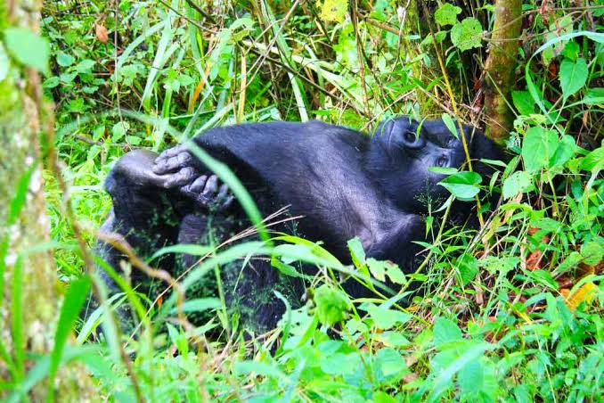 3-Day Uganda gorilla safari – trekking in Bwindi Impenetrable National Park