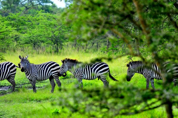 3-Day Uganda wildlife safari – lion pride in Queen Elizabeth National Park